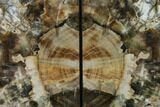Tall, Colorful Petrified Wood Bookends - Madagascar #166083-1
